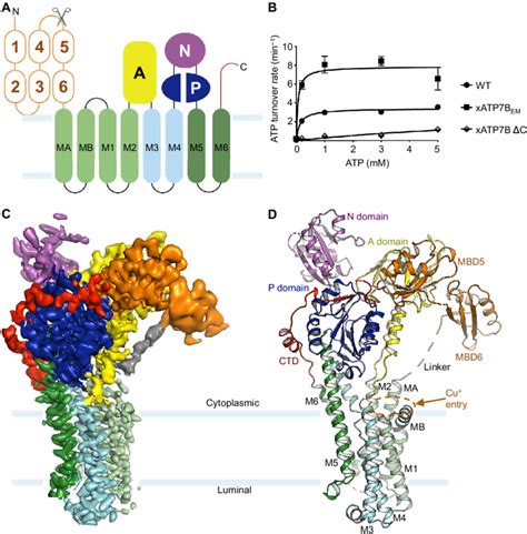 Cryo Em Structure Of Xatp7b A Membrane Topology And Domain