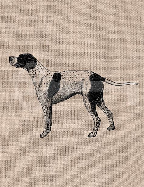 Vintage Pointer Dog Graphic Instant Download By Tanglesgraphics 100