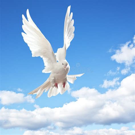 White Dove In Flight Stock Photo Image Of Closeup Outdoors 14265746