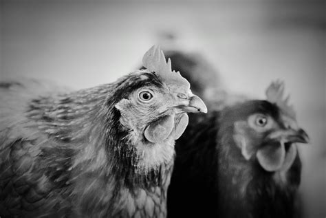 black and white chicken picture black and white chickens chicken pictures chicken breeds