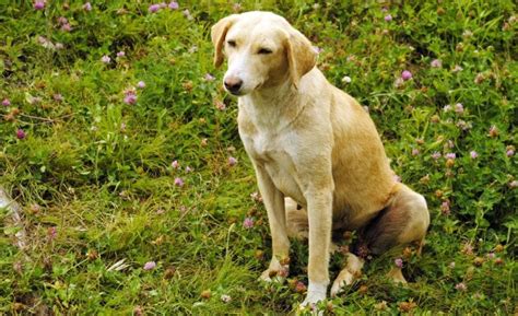14 Dog Breeds In India Indian Four Footers