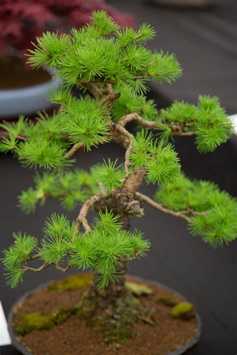 Miniature Japanese Bonsai Tree Free Stock Photo - Public Domain Pictures