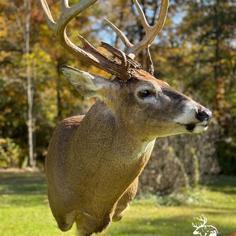 Creekside Taxidermy | Summerville PA