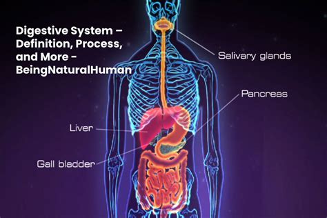 Digestive System Definition Process And More Beingnaturalhuman