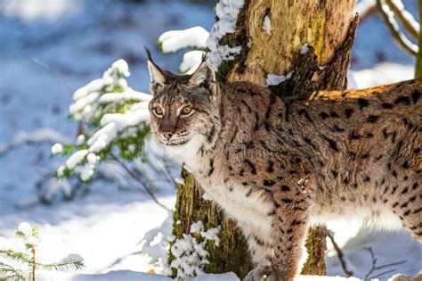 Eurasian Lynx Walks Around In The Forest Stock Image Image Of
