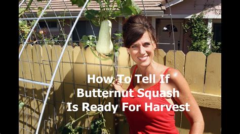 Young plants can be cooked with the root and top together, or you can use the root alone when it is the size. When to Harvest Butternut Squash - YouTube