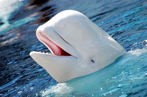 Delphinapterus Leucas 2 Beluga Whale Wikipedia The Free