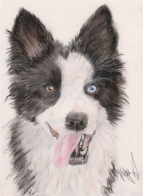 27 Border Collie Easy Drawing Photo Codepromos