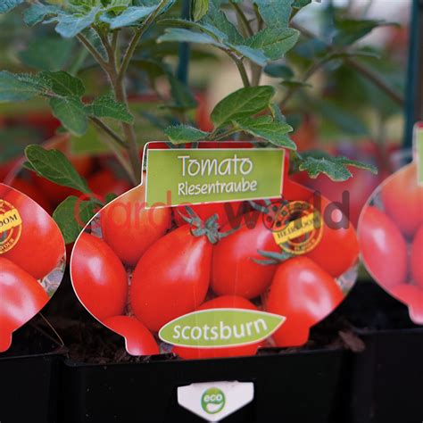 Tomato Riesentraube 10cm Tomatoes Garden World Nursery