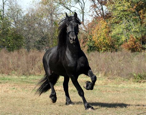 Free Download Hd Animals Wallpapers Friesian Black Running Horse