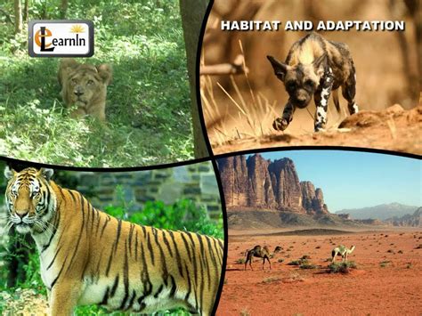 Habitat And Adaptation Of Animals Elementary Science Youtube