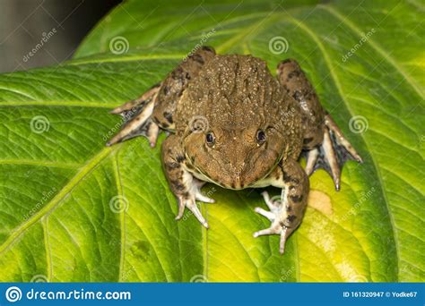 Image Of Chinese Edible Frog East Asian Bullfrog Taiwanese Frog