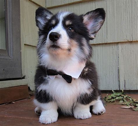 The Corgi Husky Mix All About This Energetic Adorable