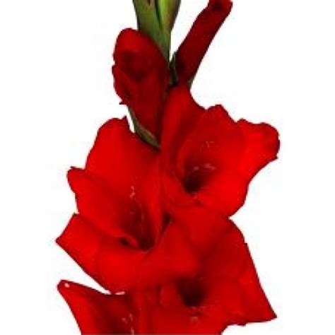 Explore our huge selection today! Gladiolus - Red
