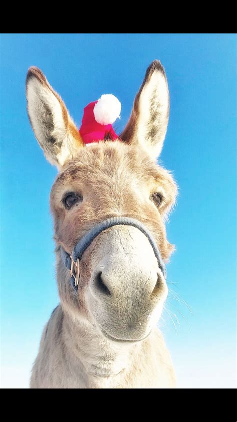 Christmas Donkey Christmas Animals Christmas Donkey Donkey