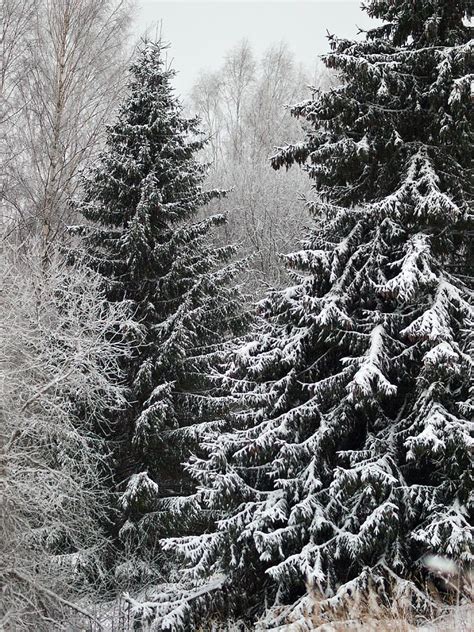 Icy Spruce Winter Scenes Scenery Landscape