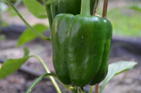 Visit our website for more great growing advice. Best Vegetables for Container Gardens | Heil Family Garden