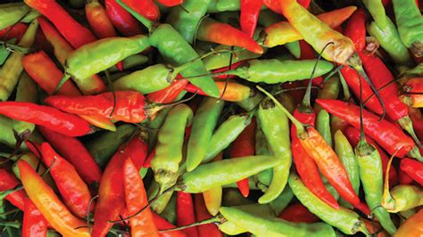 Masih banyak kosakata bunga lainnya yang mungkin belum termasuk, tugas kalian untuk terus mencari, membaca dan belajar yah. Cabai Rawit, Meski Pedas Namun Kaya Khasiat - Greeners.Co