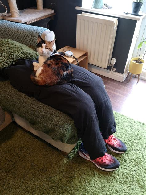 Cats, like humans, can experience separation anxiety. Clingy Cat: Owners Make a Fake Lap For Cat With Separation ...