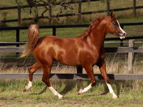 We did not find results for: 69+ Arabian Horse Wallpaper on WallpaperSafari