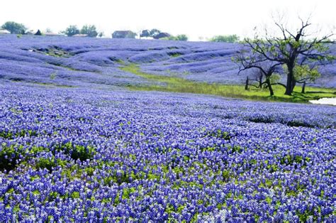 The article divides texas butterflies according to families, which also conveniently groups butterflies into color. Bluebonnets — 2S Ranch