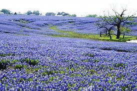 Image result for images of texas bluebonnets