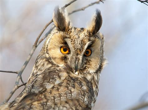 Long-Eared Owl | Coniferous Forest