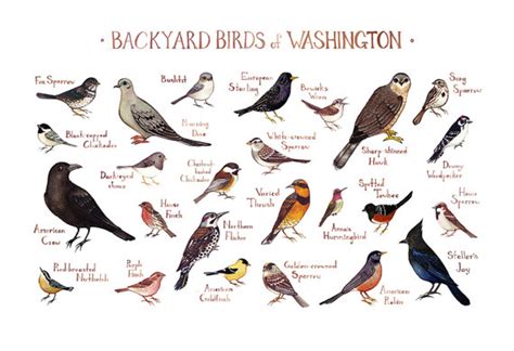 These birds are common in the san fernando valley. Washington Backyard Birds Field Guide Art Print / Watercolor