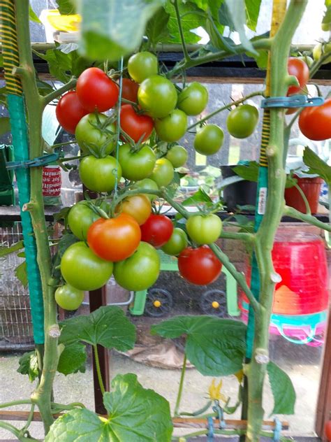 25 X Tomato Seeds Shirley F2 Heavy Cropper Season 2023 See Photos