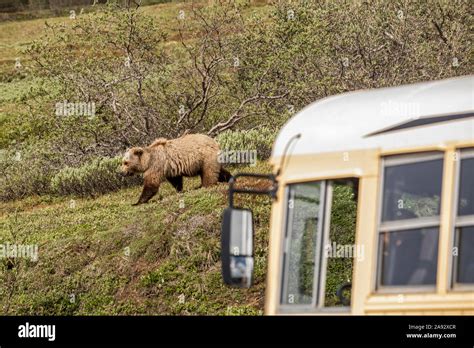 A Grizzly Bear Ursus Arctos Horribilis And Tour Bus On The Denali
