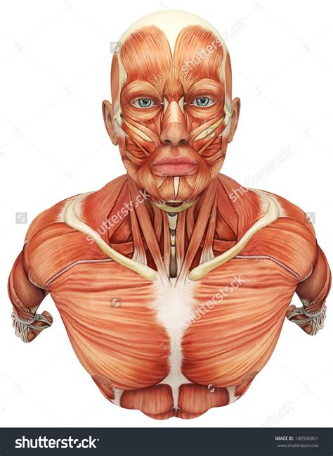 Human Face Human Body Skeletal Muscle Human Anatomy Muscle Men