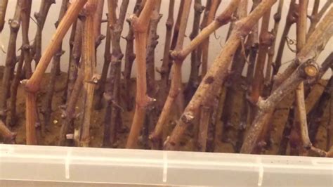 The second purpose for pruning grapes is to encourage the vines to grow a structure that is each winter, excess vine growth is cut back to the main trunk and branches to preserve the structure. Grape vines from cuttings - YouTube