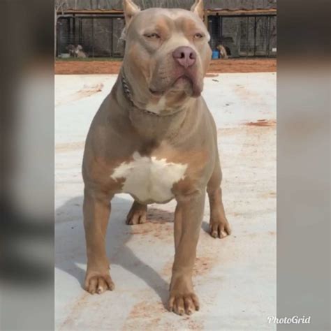 Extreme Xl Xxl American Bully Pitbull Puppies Studs