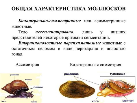 Тип моллюски. Курс зоологии - презентация онлайн