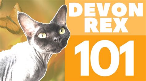 The Devon Rex Cat Breed And Personality Youtube