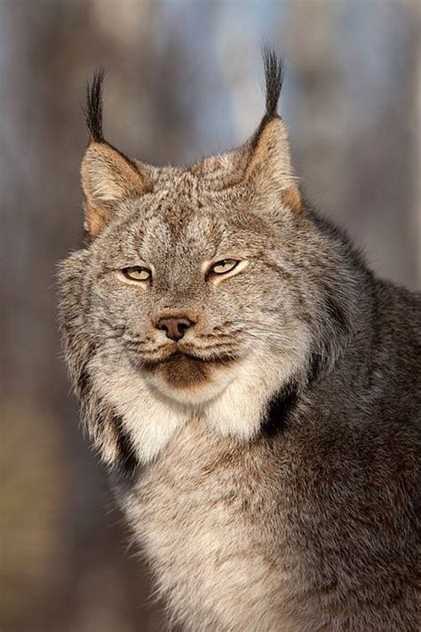 In the winter paws are well furred. 35 best canadian lynx images on Pinterest