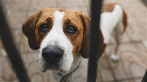Razones Por Las Que Lloran Los Perros Y Qué Puedes Hacer Para Ayudarlos