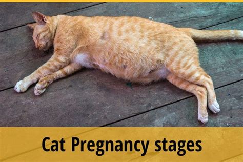 Unspayed female cats hit puberty and can first get pregnant when they are six to eight months old, although this can vary by breed. Cat Pregnancy Stages You Should Know About | ZooAwesome
