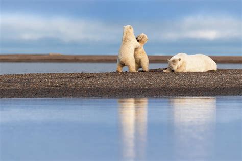 Polar Bear Mom And Cubs Ii Photograph By Scott Slone