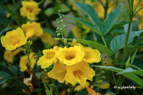 Drought Tolerant Yellow Bells for Warm Season Color