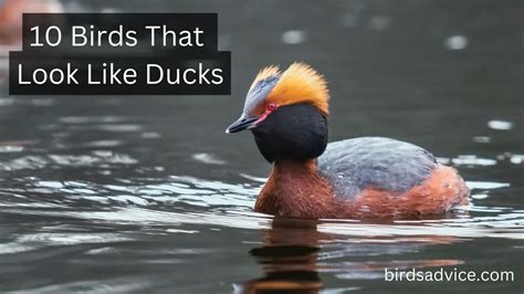 10 Birds That Look Like Ducks Inc Awesome Photos Birds Advice