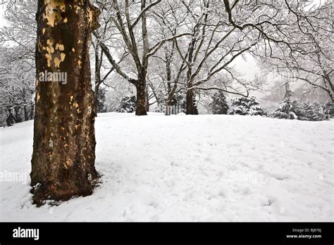 Central Park New York City During Snow Storm Stock Photo Alamy