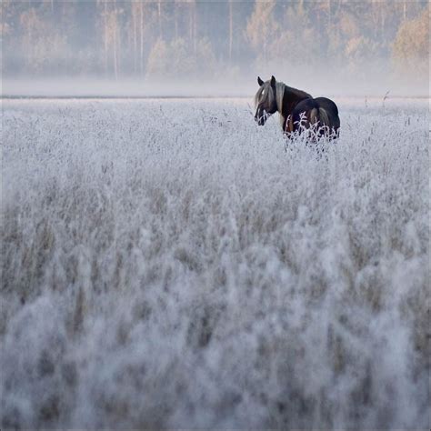 Meadow On A Misty Morning By Vladmar Horses Pretty Horses Wild Horses