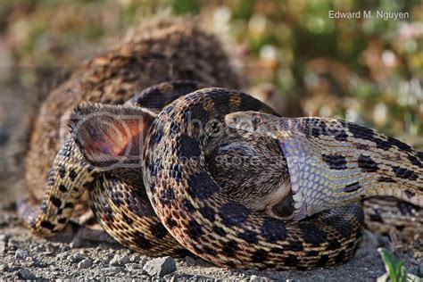 Serpente Che Mangia Un Coniglio - Snake eating Rabbit