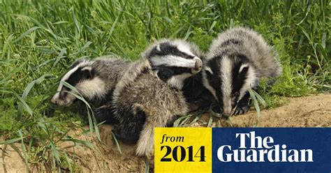 Badger Cull Cost Over £3000 For Each Animal Killed Wildlife The