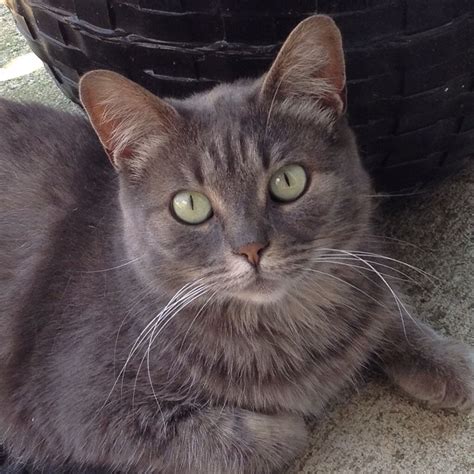 Smokehouse 😼 Cute Grey Cat Cats Grey Cats Cute