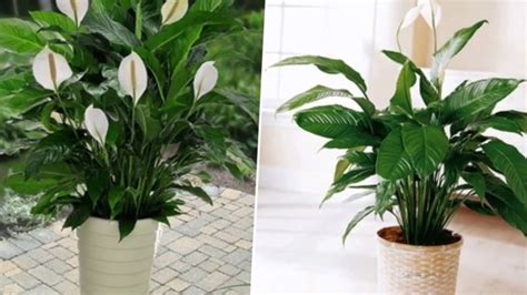 10 Popular Indoor Houseplants That Purify Air Youtube