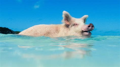 The Swimming Pigs Of Big Majors Spot In The Exumas Bahamas Pigs Exuma