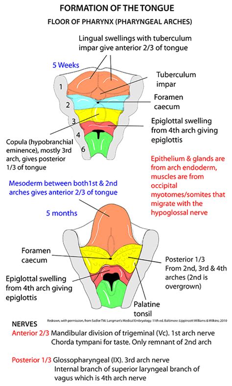 Instant Anatomy Head And Neck Areasorgans Mouth Tongue