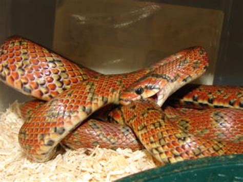 Here is the translation and the japanese word for snake: Japanese Forest Rat Snake Facts and Pictures | Reptile Fact